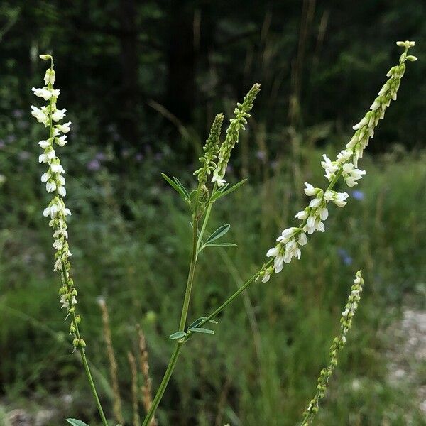 Melilotus albus Altro