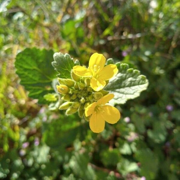 Rhamphospermum pubescens Leaf