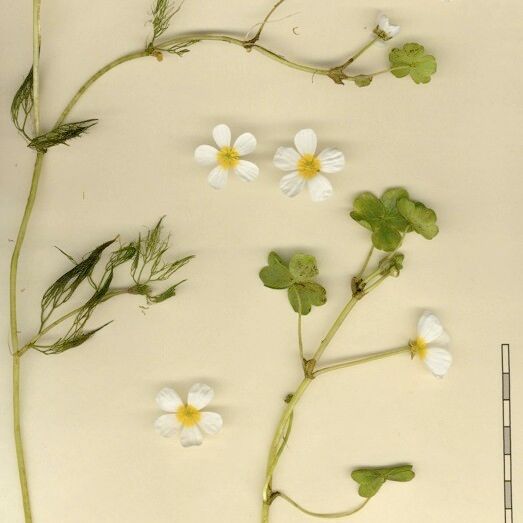 Ranunculus penicillatus Other