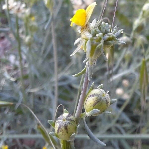 Linaria simplex Lorea