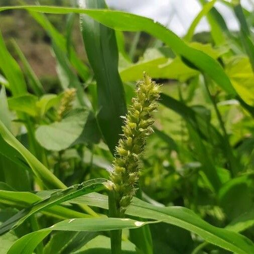 Cenchrus biflorus Foglia