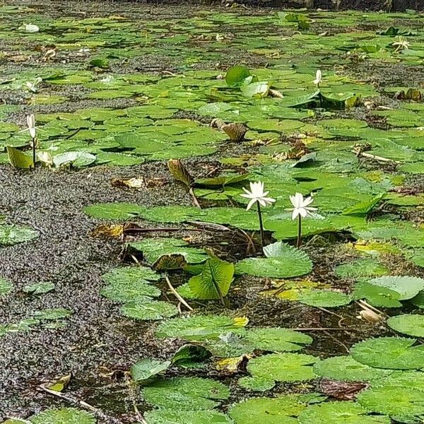 Nymphaea lotus 花