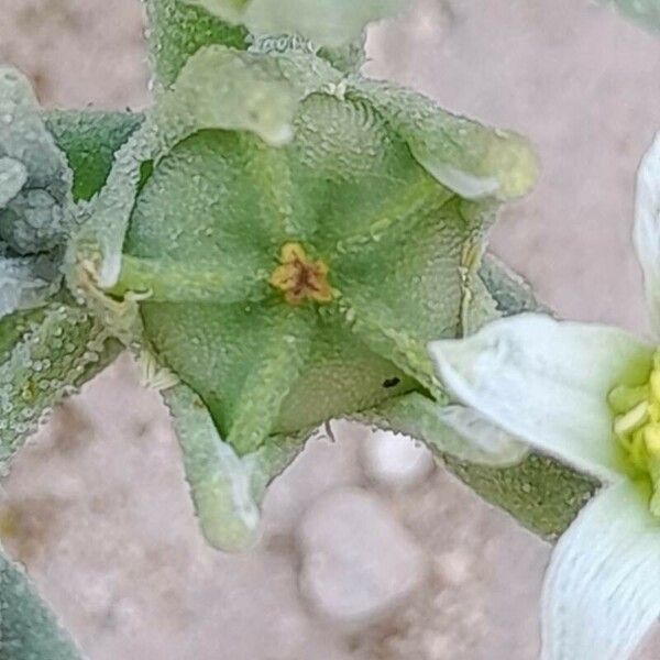 Aizoanthemopsis hispanica Fruit