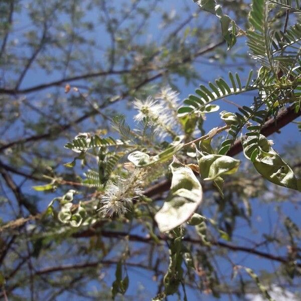 Acacia tortilis Flower