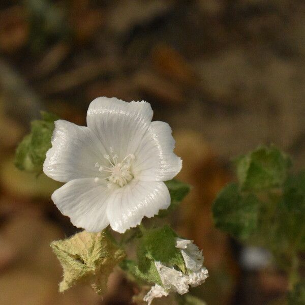 Malva hispanica Flor