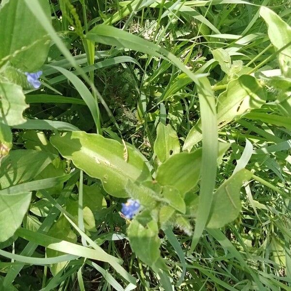 Commelina benghalensis ഇല