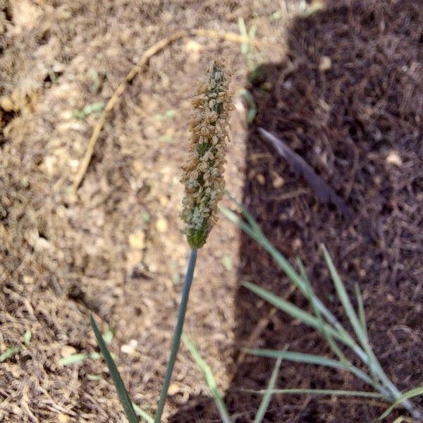 Alopecurus geniculatus Квітка