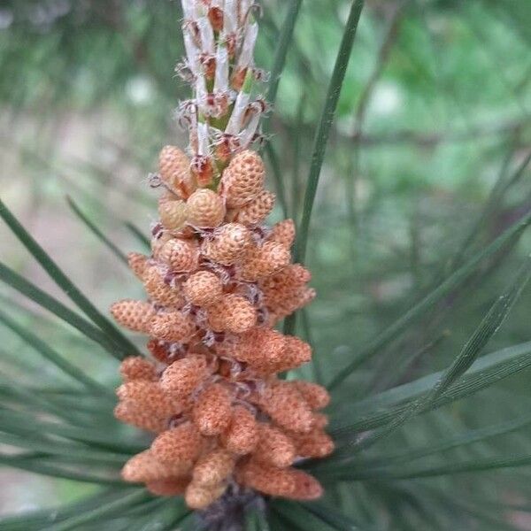 Pinus pinea Kvet