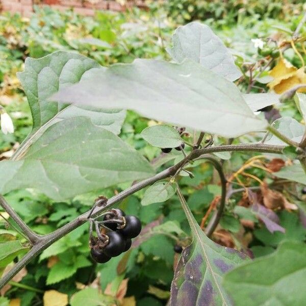 Solanum nigrum Vili