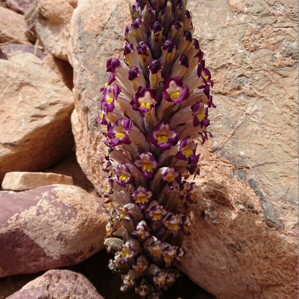 Cistanche violacea Blodyn