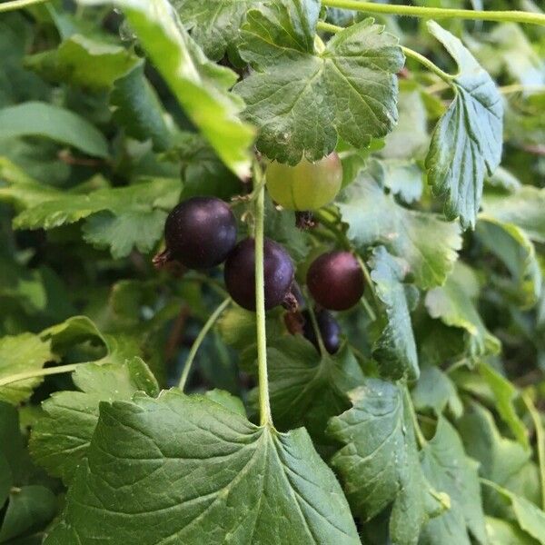 Ribes uva-crispa Frugt