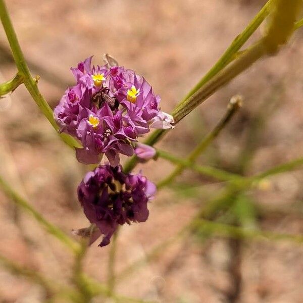 Polygala longicaulis Flower
