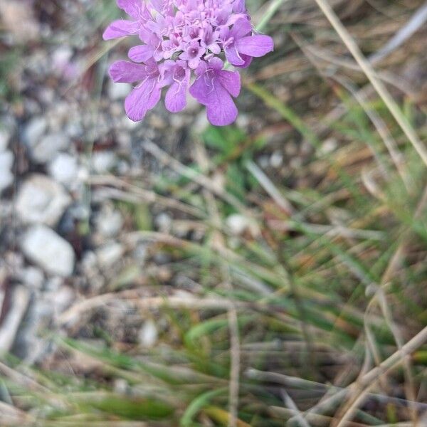 Scabiosa vestita Virág