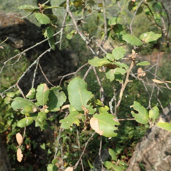 Quercus suber برگ