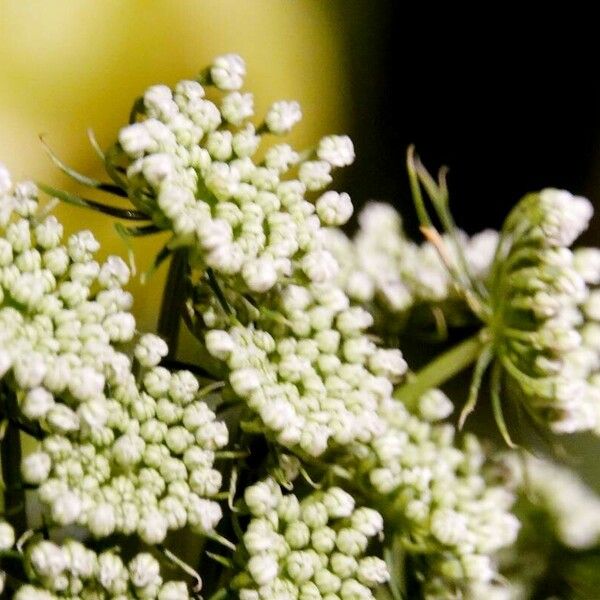 Ammi majus Blüte