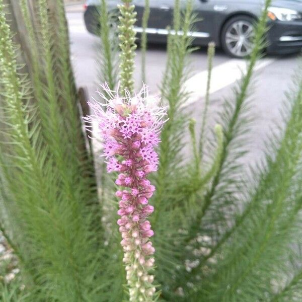 Liatris pycnostachya Bloem