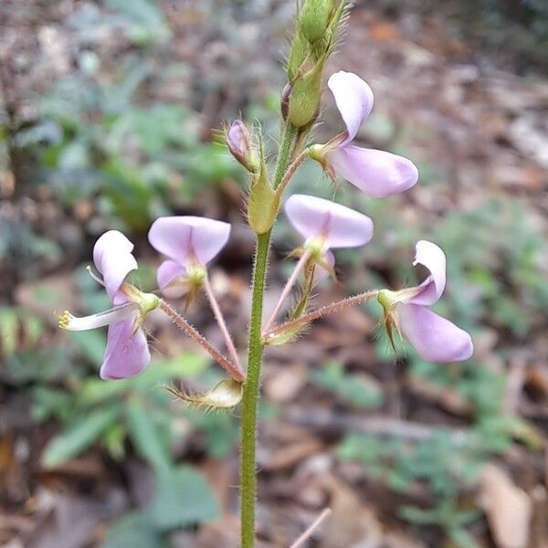 Grona adscendens Flower