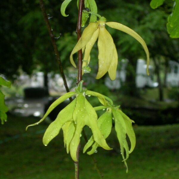 Cananga odorata Flower