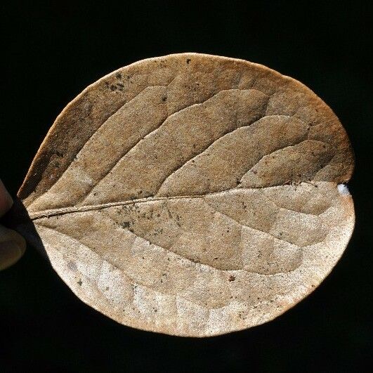 Monimia rotundifolia Blad