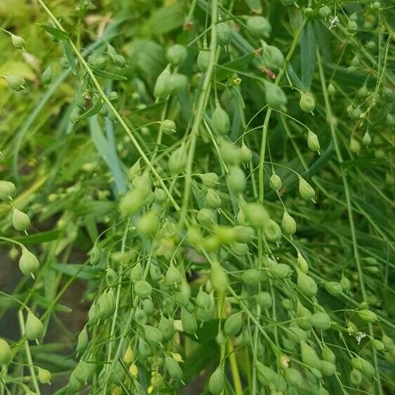 Camelina sativa Φρούτο