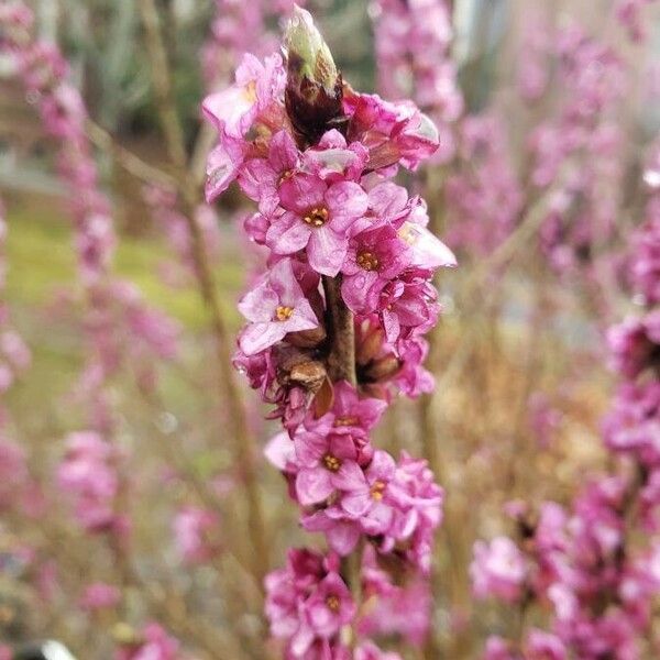 Daphne mezereum Blomma