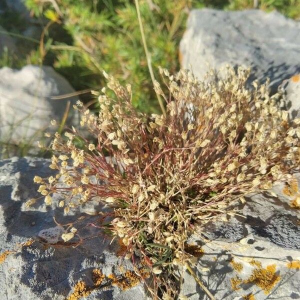 Sagina apetala Feuille