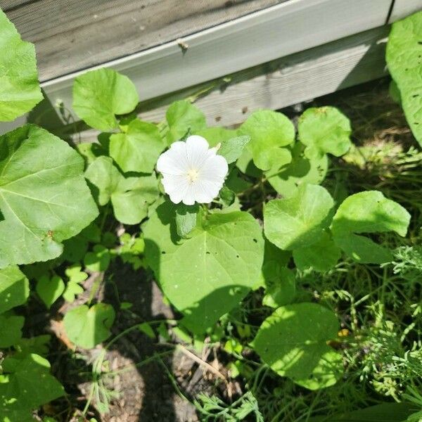 Ipomoea lacunosa Кветка