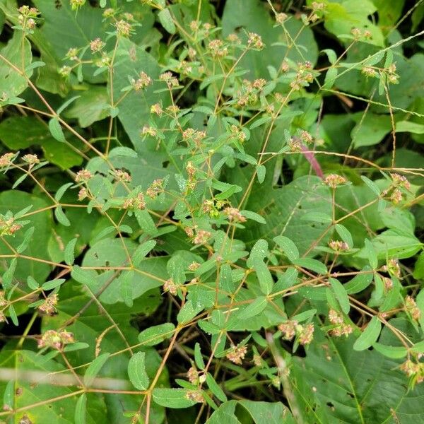 Euphorbia hyssopifolia Egyéb