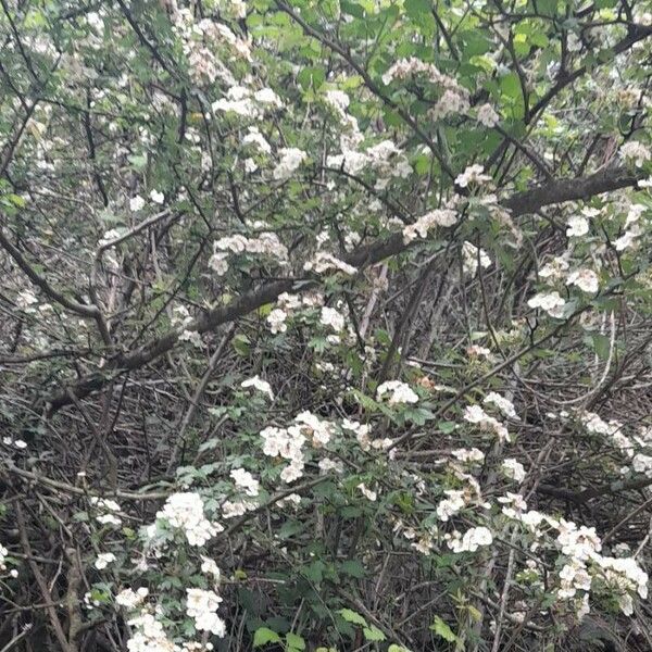 Crataegus azarolus Vivejo