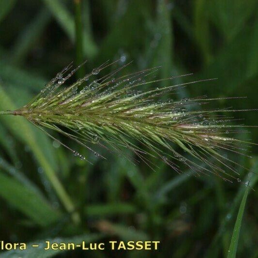 Hordeum secalinum 花