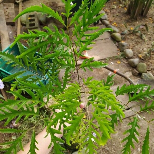 Polyscias filicifolia Leaf