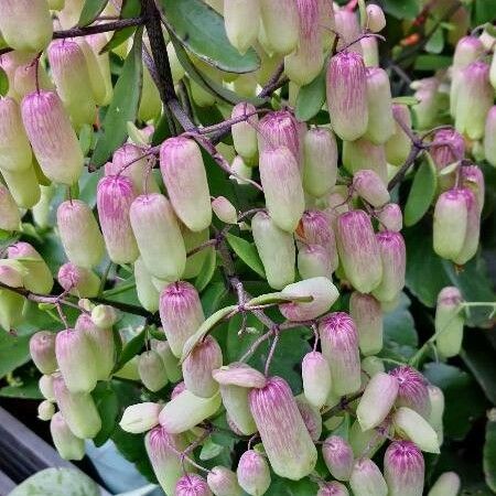 Kalanchoe pinnata Flower