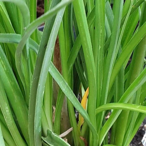 Kniphofia × praecox Blad