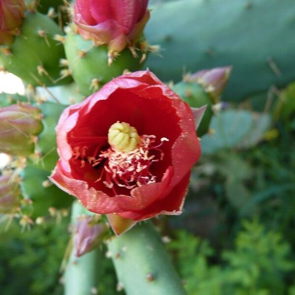 Opuntia elatior 花