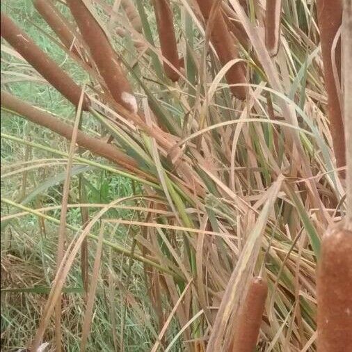 Typha latifolia Цвят