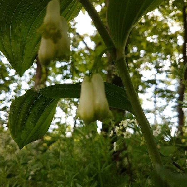 Polygonatum multiflorum Flower