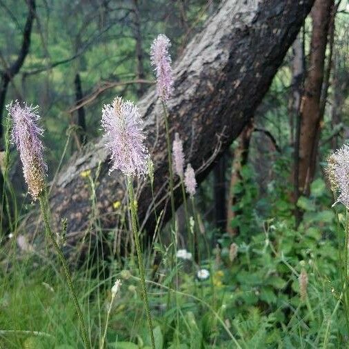 Plantago media Flower