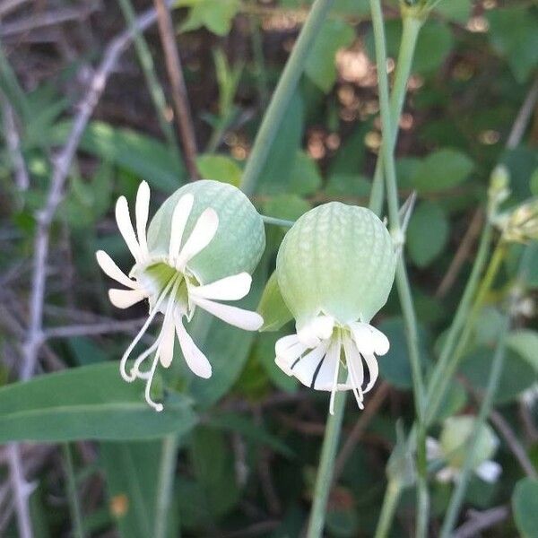 Silene vulgaris Flower