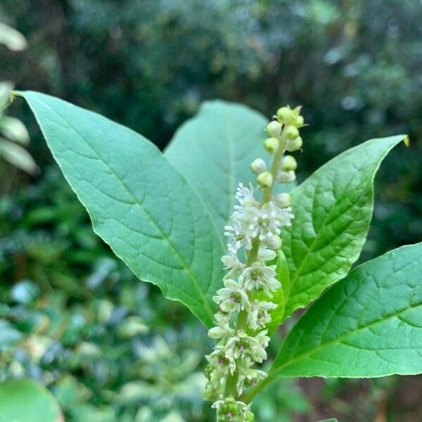 Phytolacca octandra Цветок