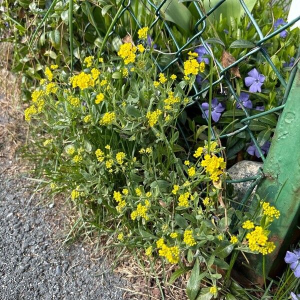 Aurinia saxatilis Habit