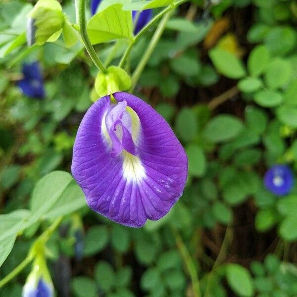 Clitoria ternatea Cvet