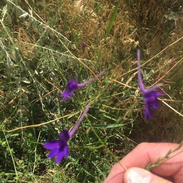 Delphinium tricorne ফুল