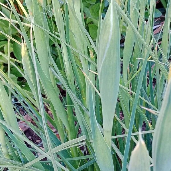 Iris orientalis Leaf