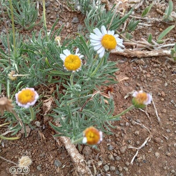 Felicia abyssinica Blomma