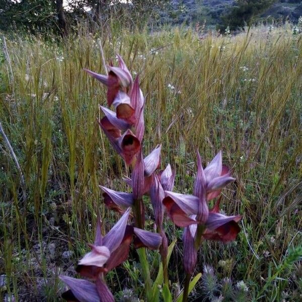 Serapias vomeracea Flower