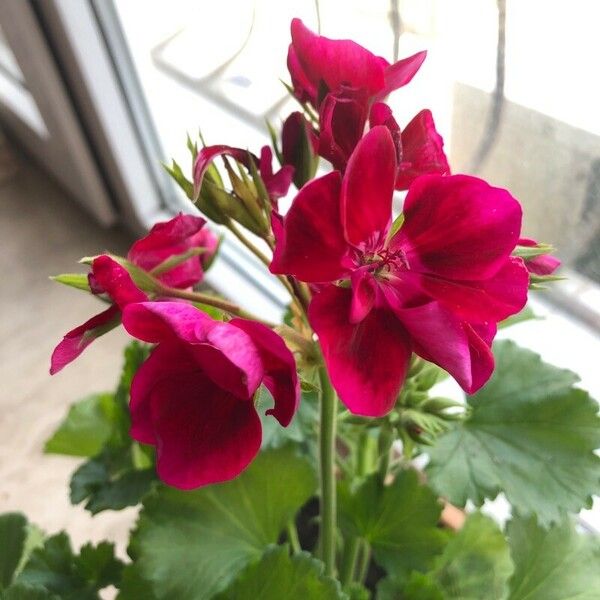 Pelargonium grandiflorum Цветок