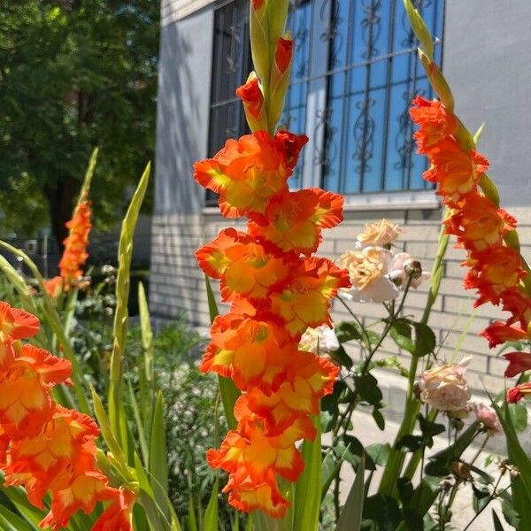 Gladiolus communis Lorea