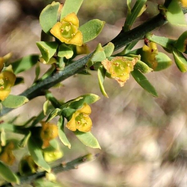 Osyris alba Flower