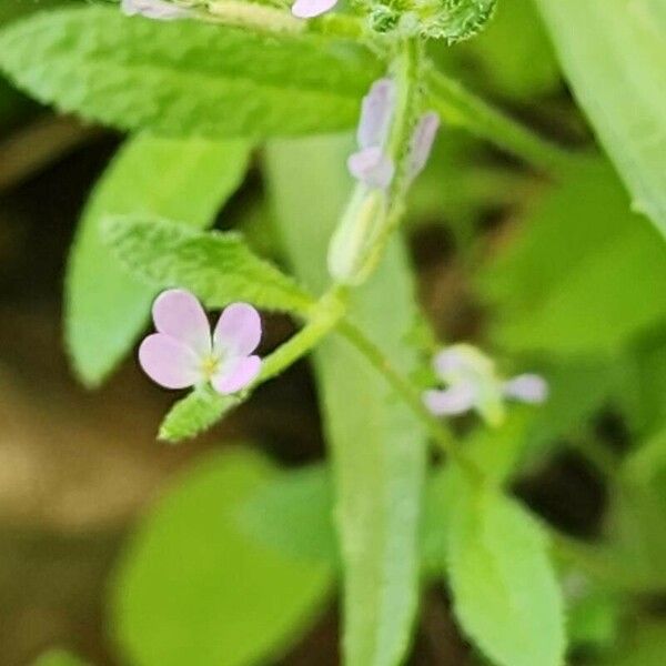 Strigosella africana Kwiat