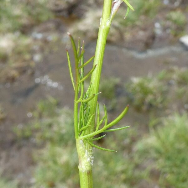 Seseli annuum Azala